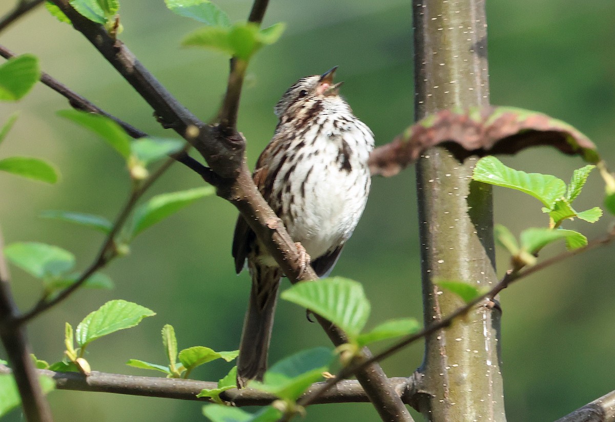 Song Sparrow (heermanni Group) - ML651959056