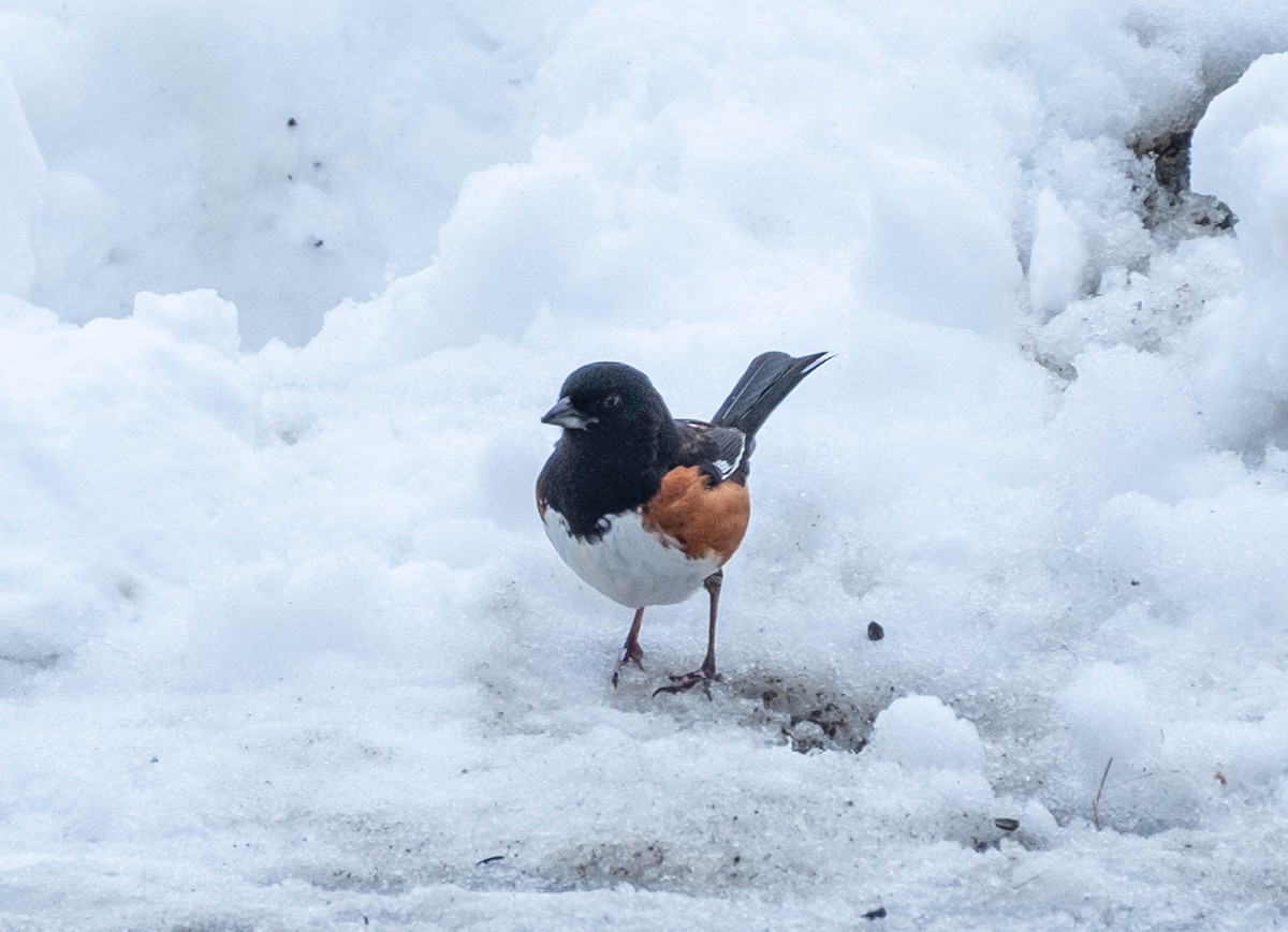 pipilo rudooký - ML651959115