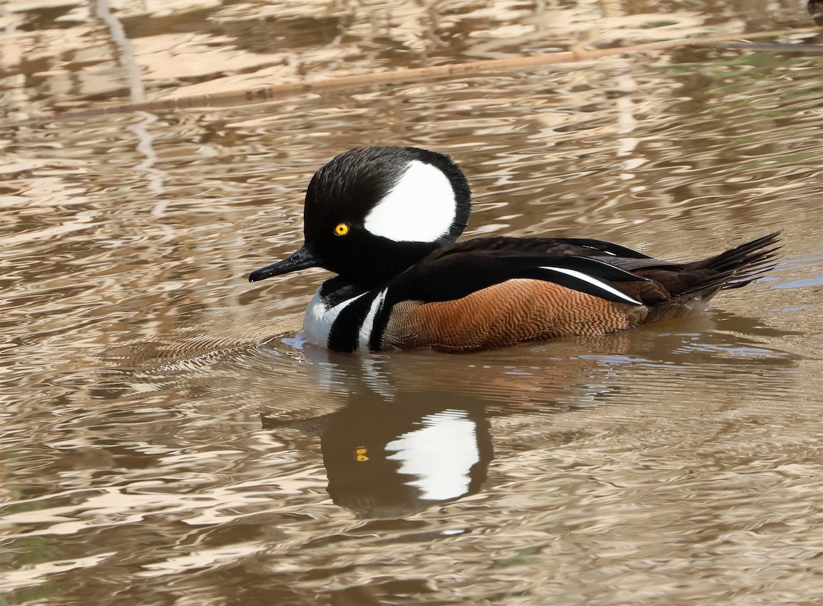 Hooded Merganser - ML651959131