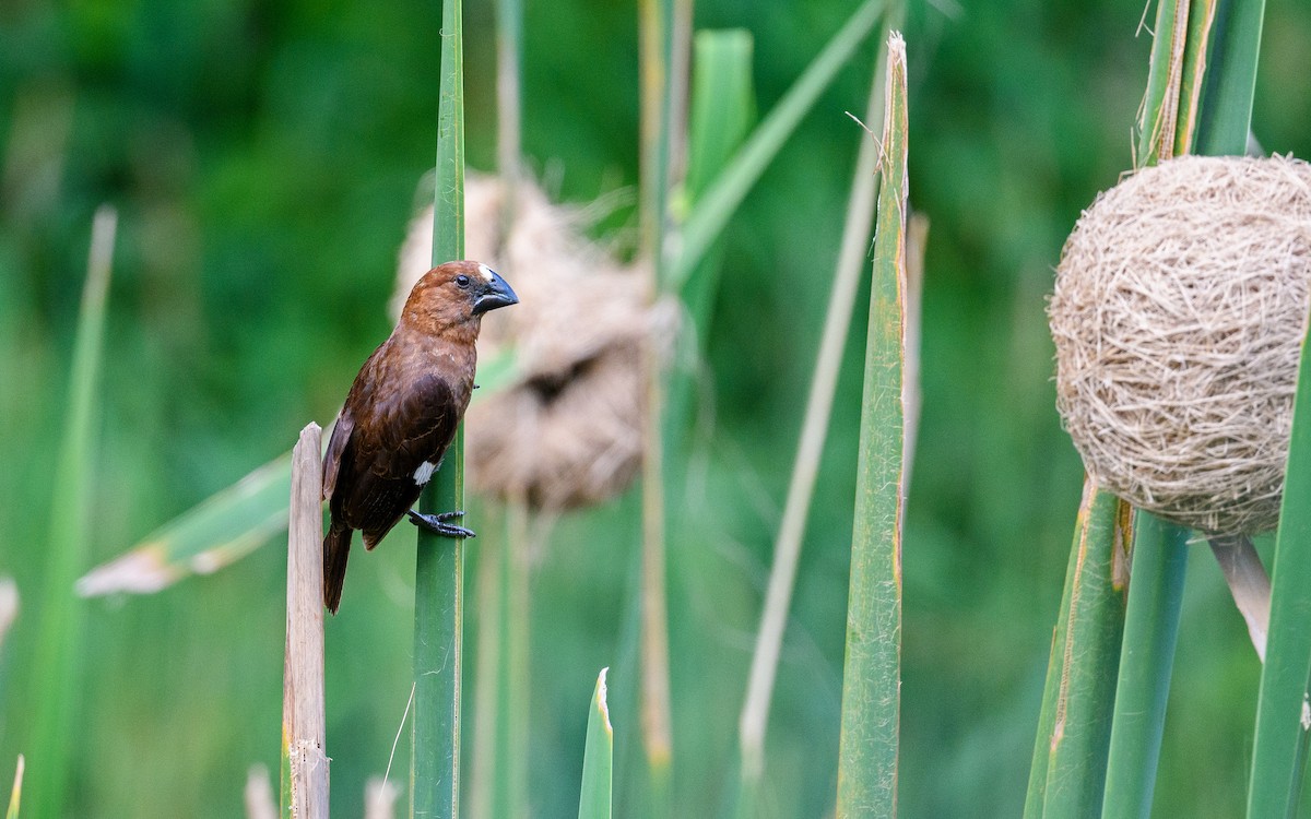Grosbeak Weaver - ML651959136