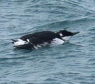 eBird Checklist - 1 Mar 2026 - Halibut Point SP - 5 species