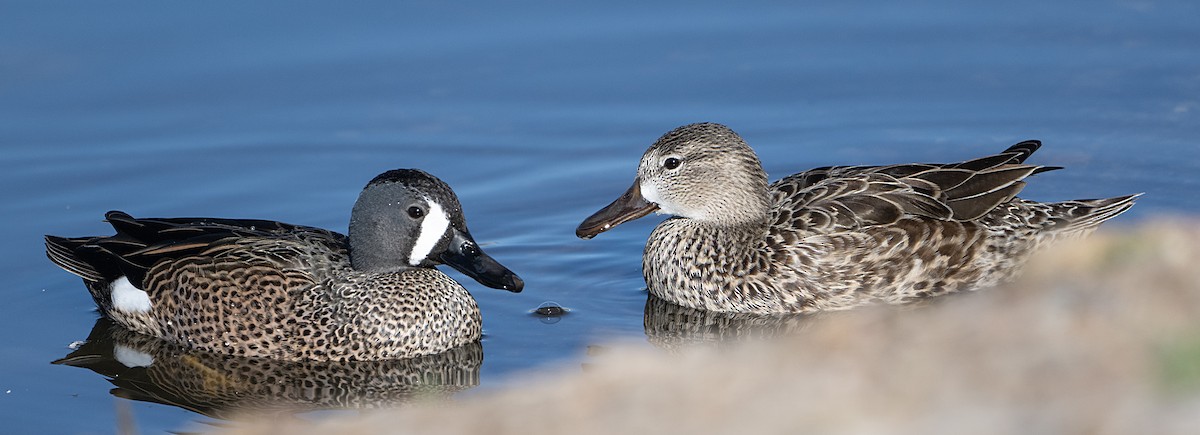 Marzaiola americana - ML651960060