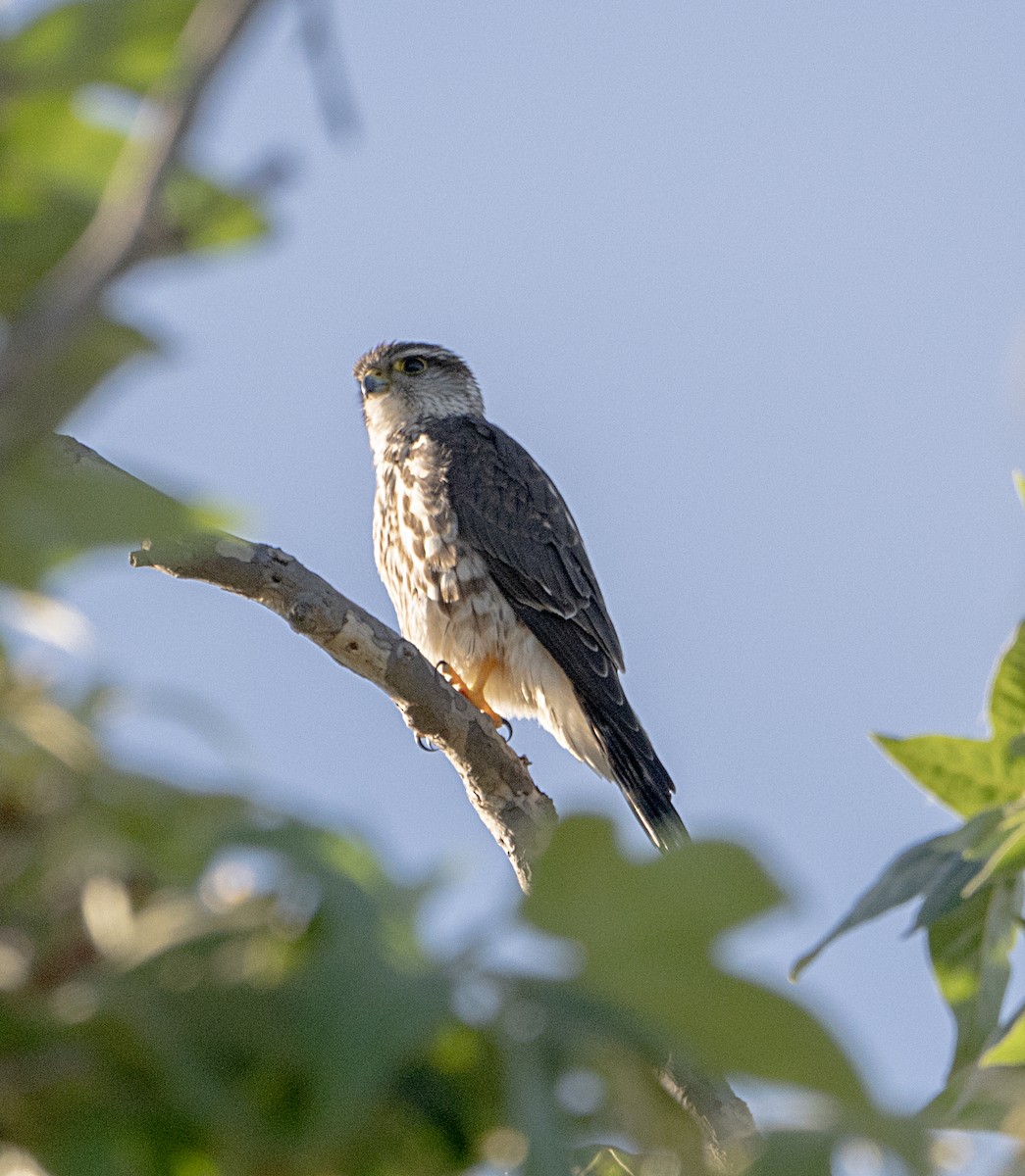 Smeriglio - ML651960105