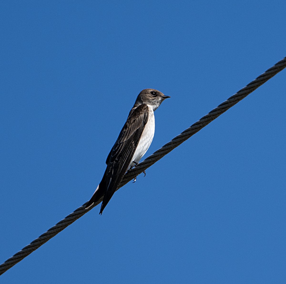Northern Rough-winged Swallow - ML651960145