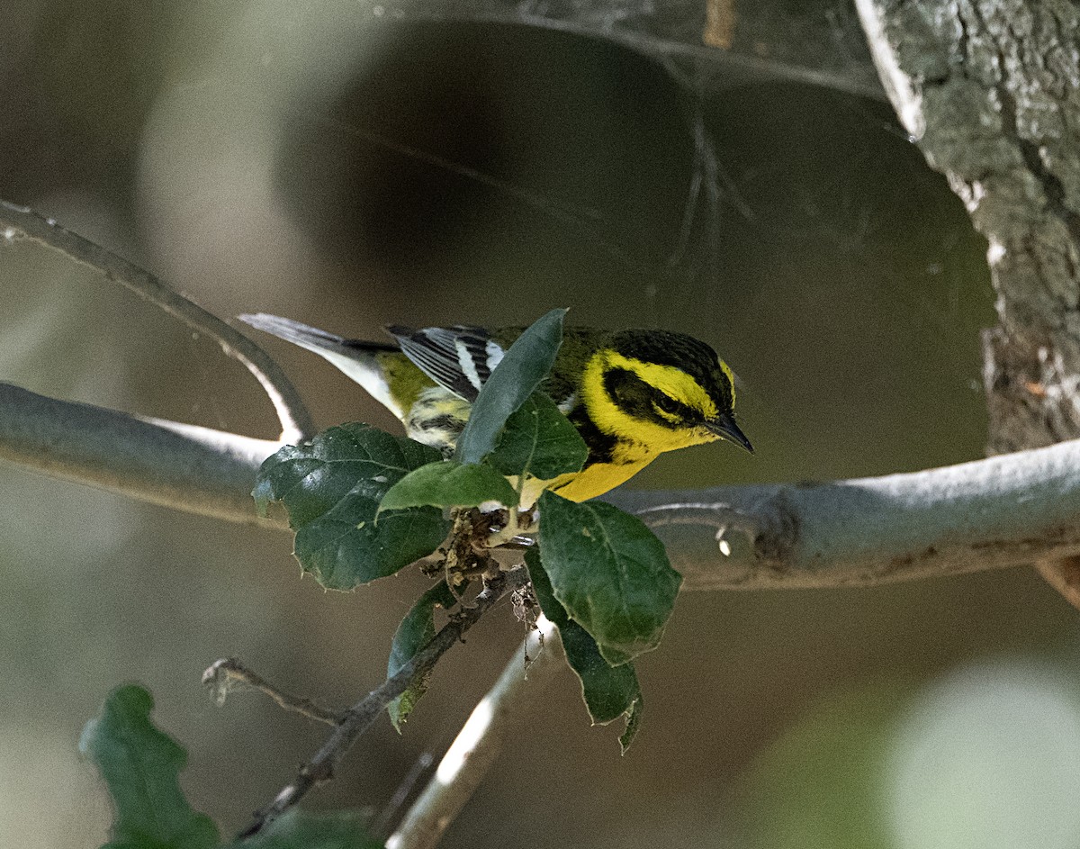 Townsend's Warbler - ML651960178