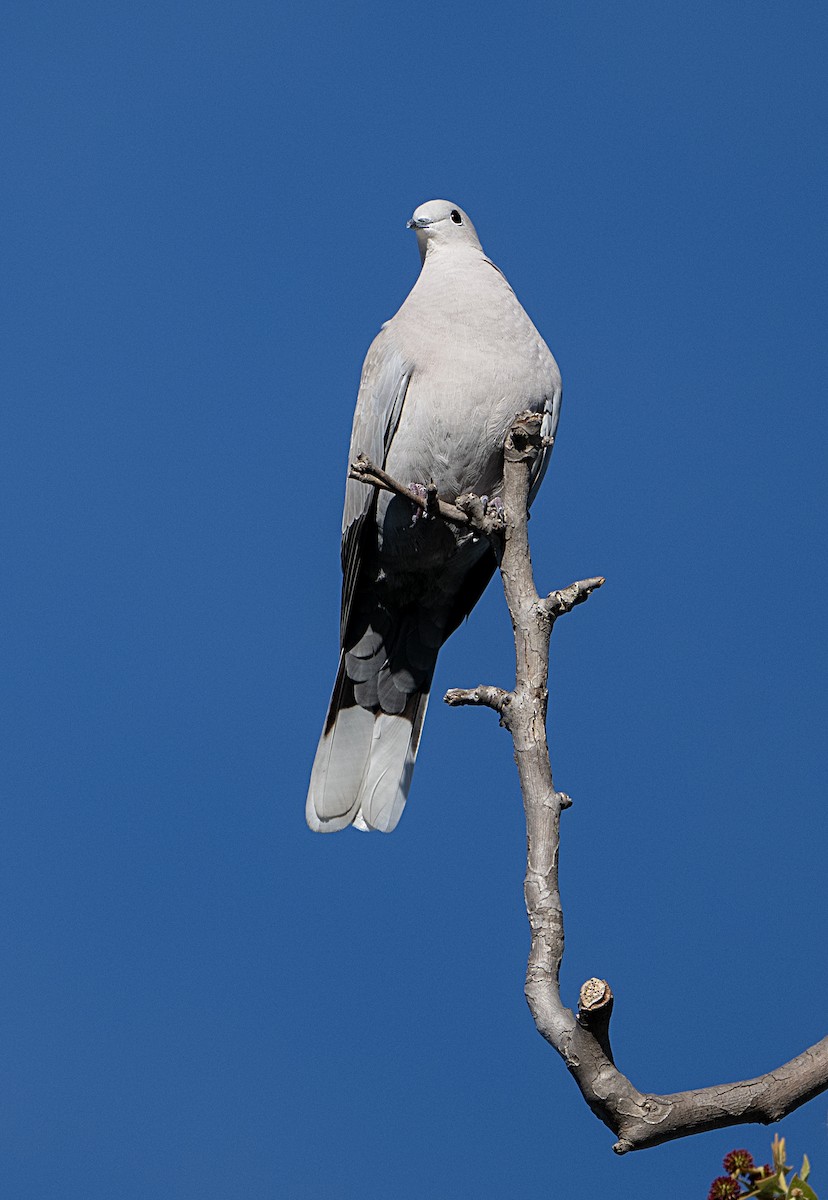 Tortora dal collare - ML651960268