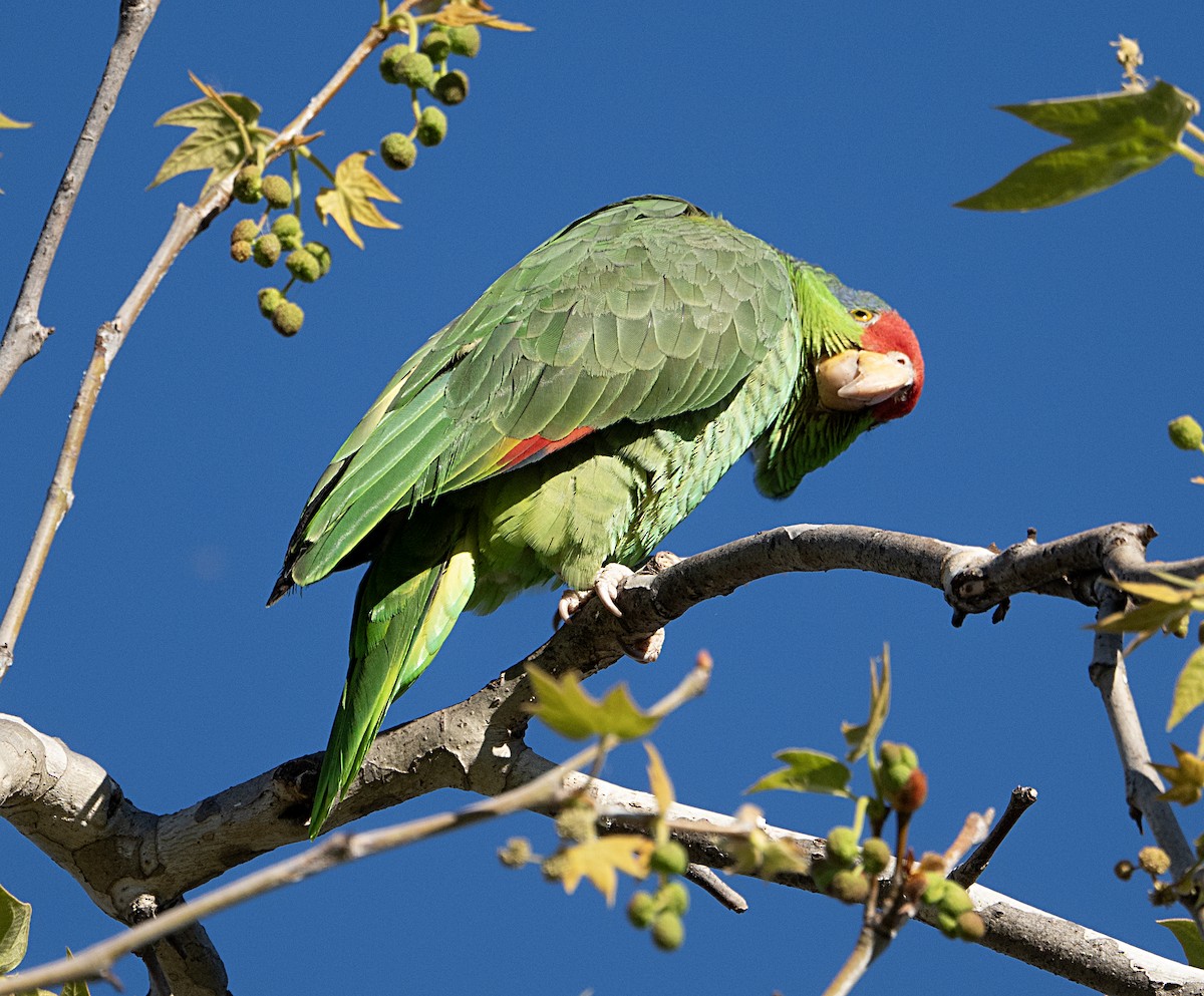 Red-crowned Amazon - ML651960312