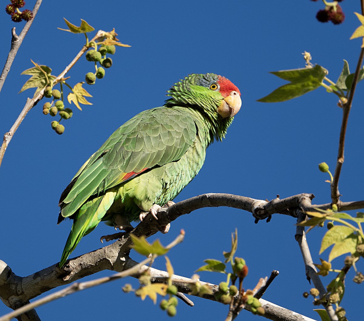 Red-crowned Amazon - ML651960313