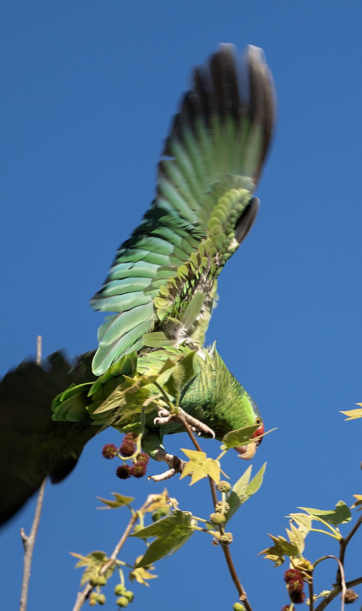 Red-crowned Amazon - ML651960316