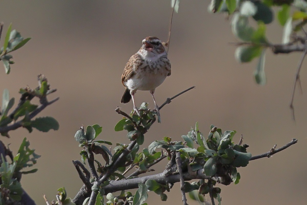 Fawn-colored Lark (Foxy) - ML651960384