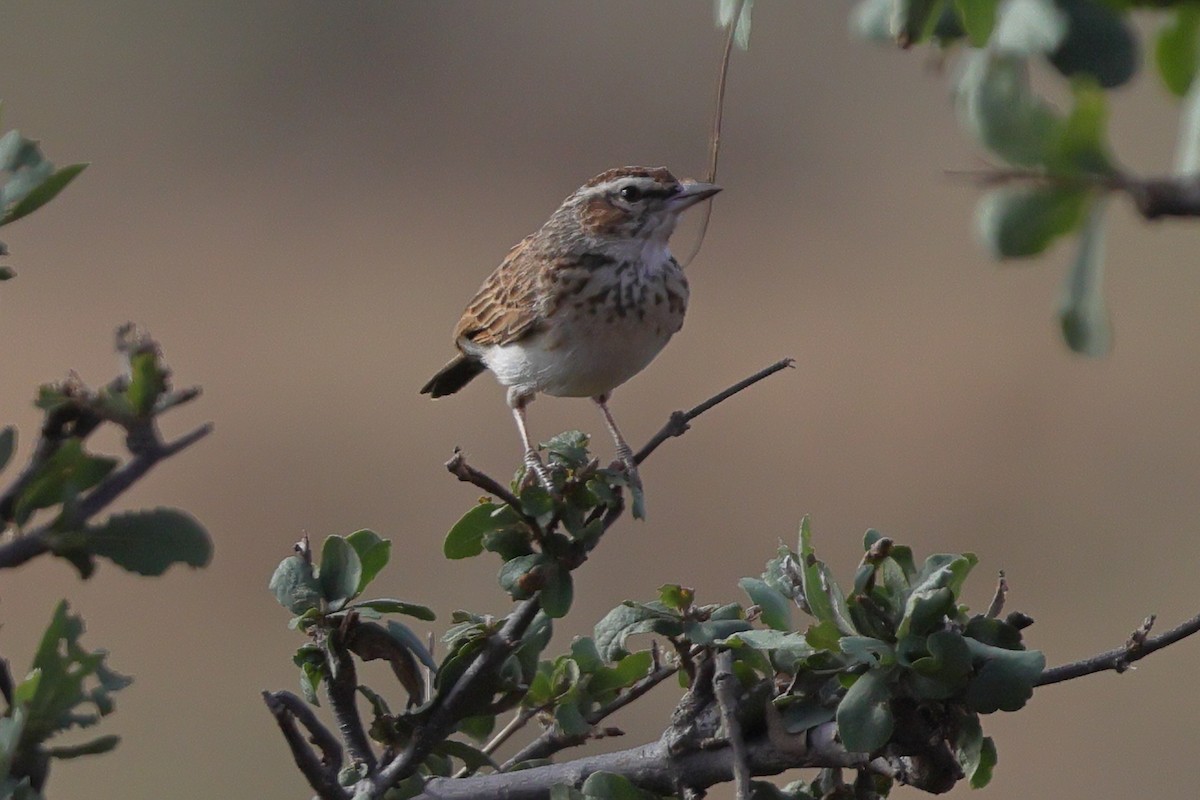 Fawn-colored Lark (Foxy) - ML651960388