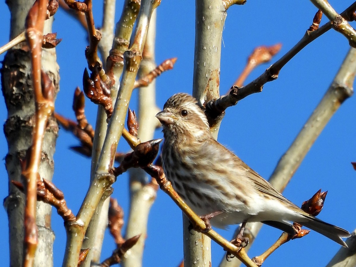 Пурпурная чечевица - ML651960667
