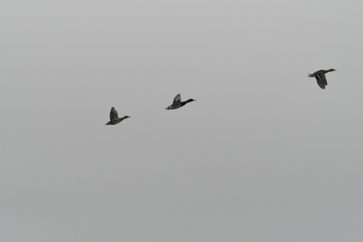 マガモ - ML651960875