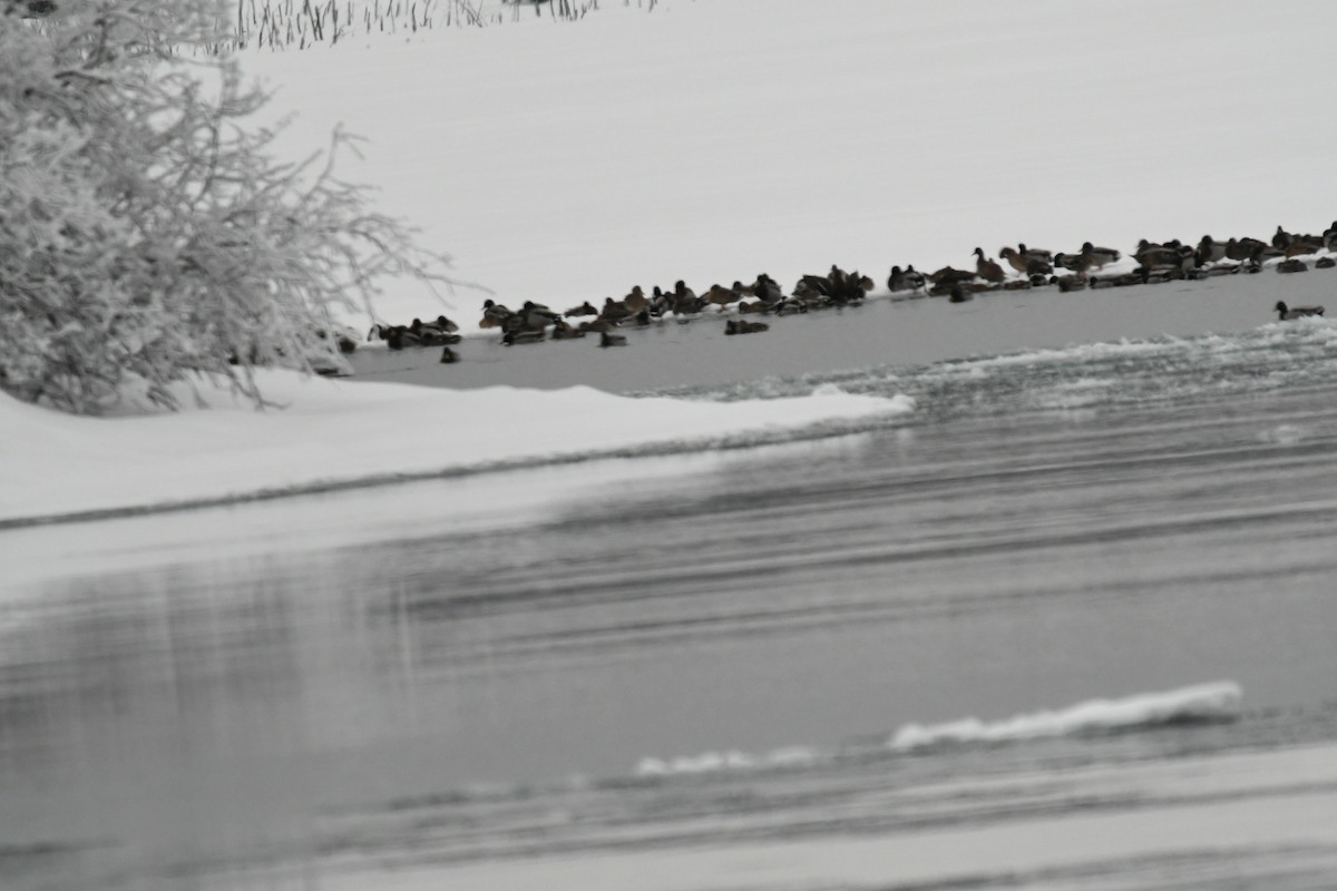 マガモ - ML651960876