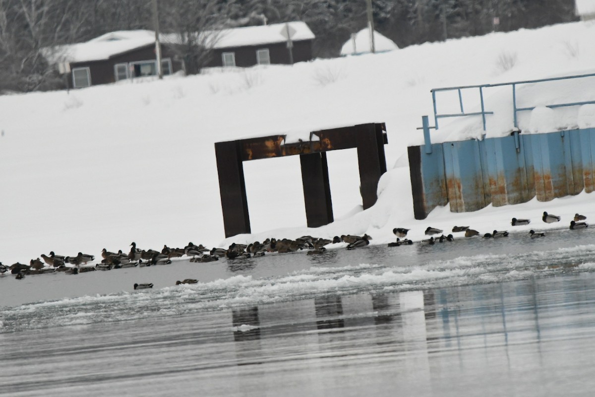 マガモ - ML651960877