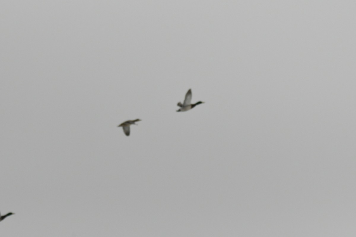 マガモ - ML651960878