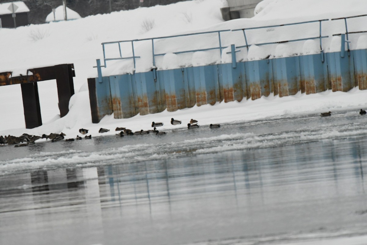 マガモ - ML651960879