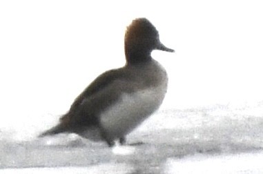 オウギアイサ - ML651960947