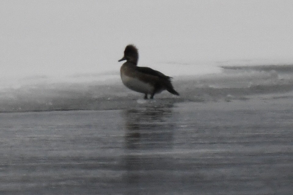 オウギアイサ - ML651960948