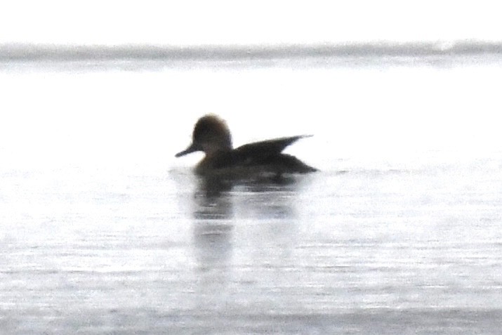 オウギアイサ - ML651960949