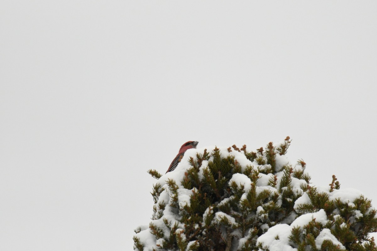 ギンザンマシコ - ML651961322