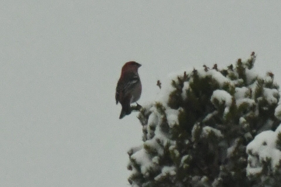 ギンザンマシコ - ML651961323