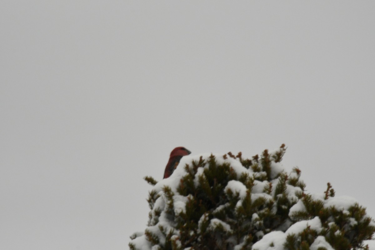 ギンザンマシコ - ML651961324