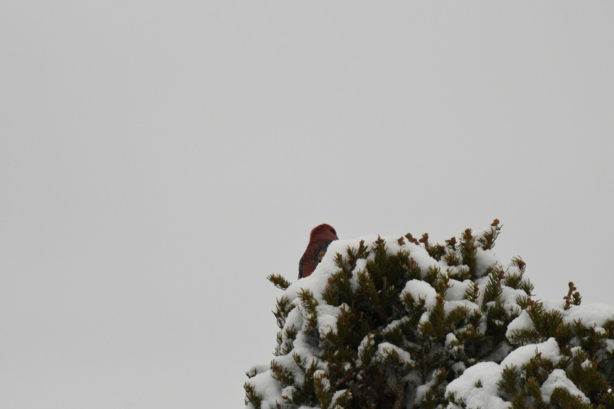 ギンザンマシコ - ML651961325