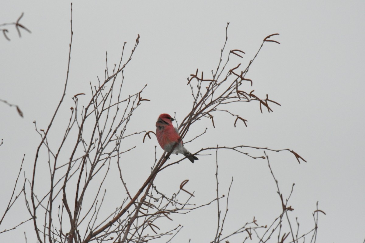 ギンザンマシコ - ML651961326