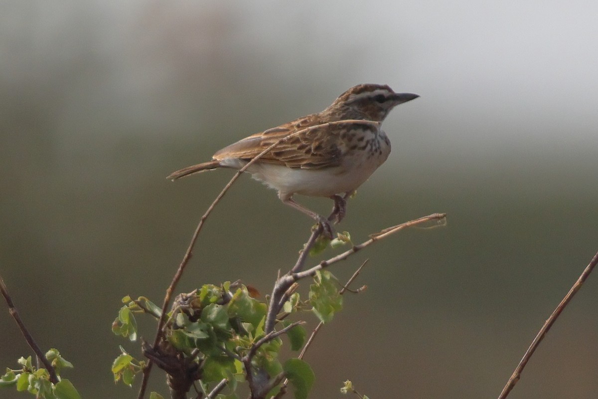 Fawn-colored Lark (Foxy) - ML651962184