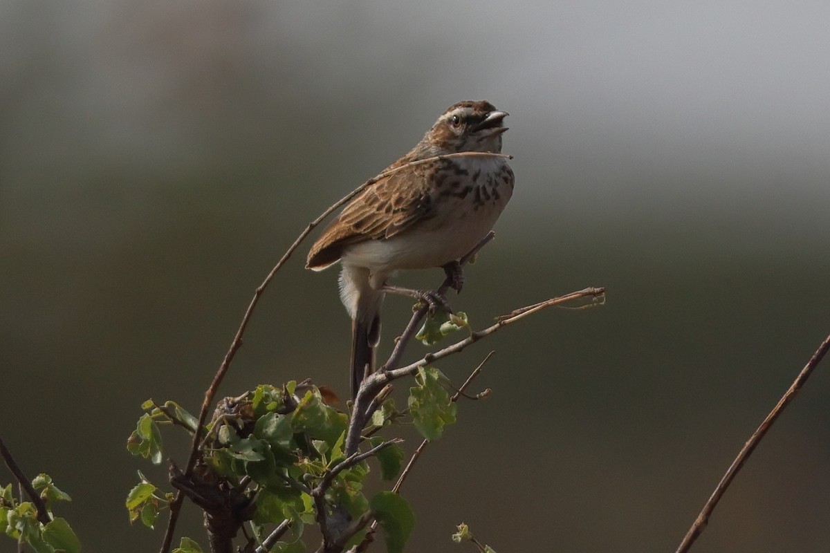 Fawn-colored Lark (Foxy) - ML651962187