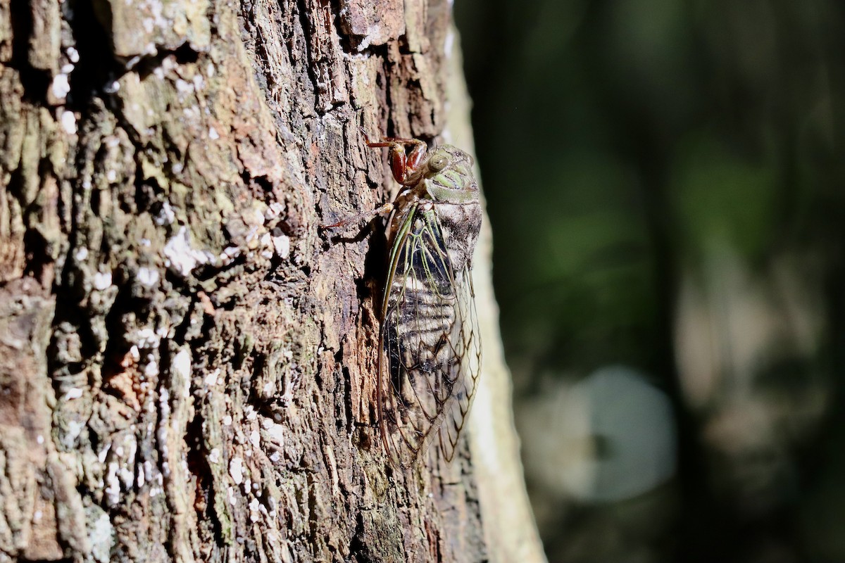 Giant Cicada - ML651962277