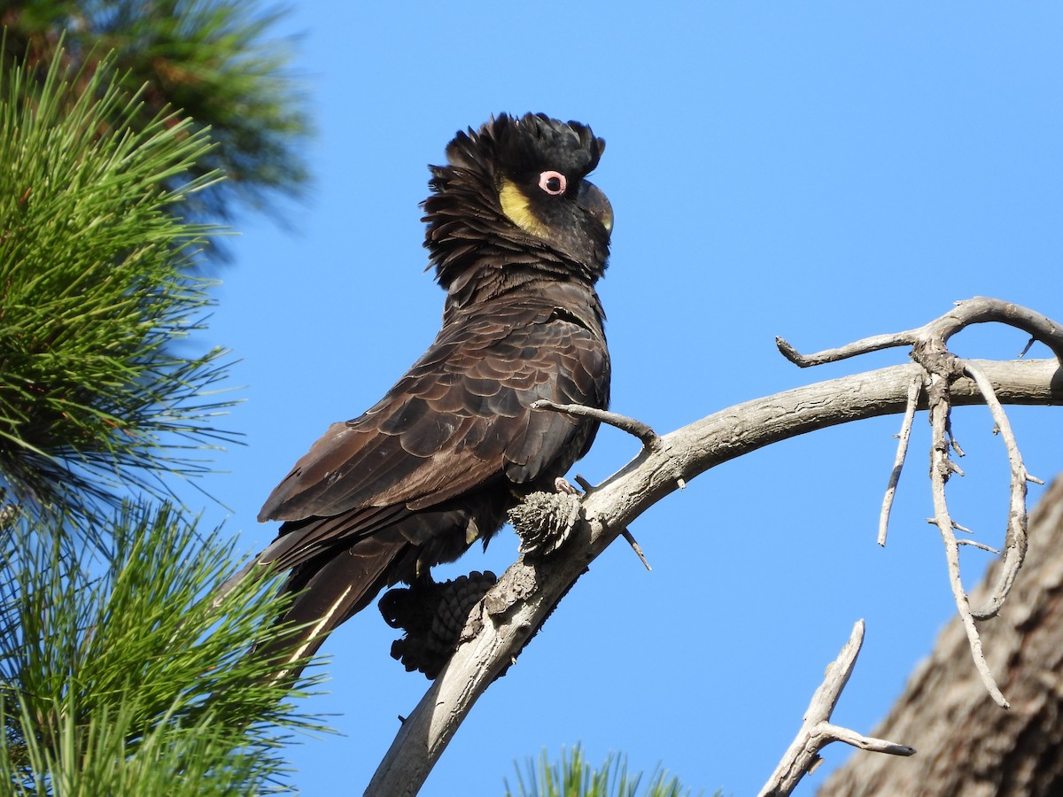 Желтохвостый траурный какаду - ML651963722