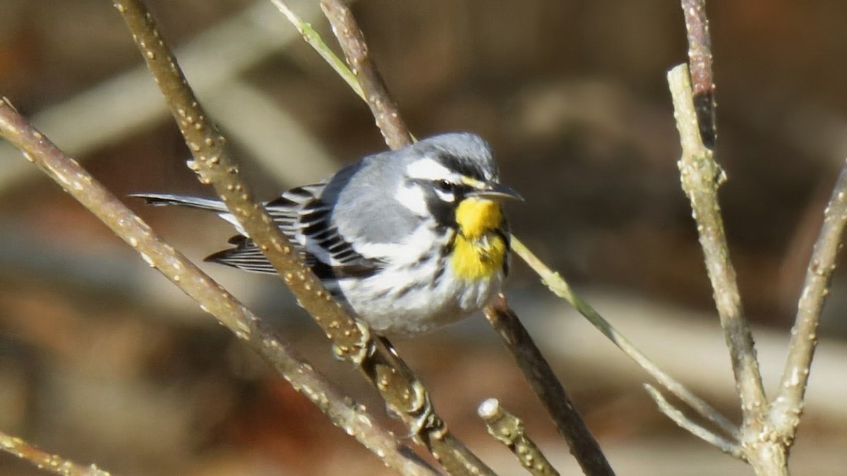 סבכון צהוב-גרון - ML651964463