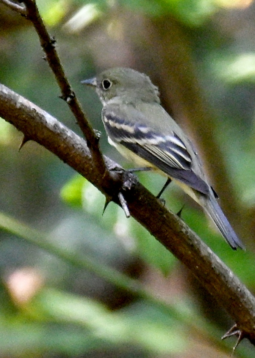 Восточный мухолов - ML651964511