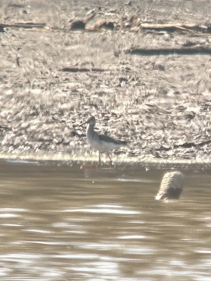 ביצנית צהובת-רגל - ML651964804