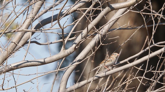 Карнатка польова - ML651965589