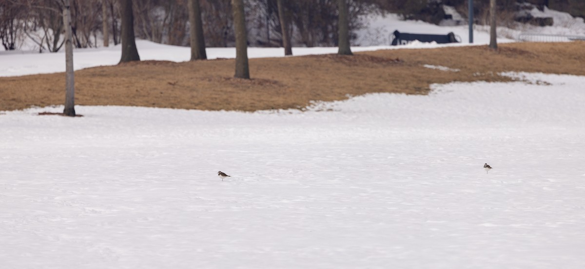 Killdeer - ML651966349