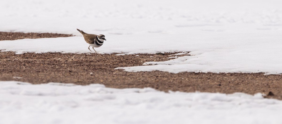Killdeer - ML651966352