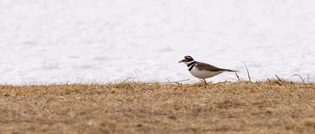 Killdeer - ML651966354