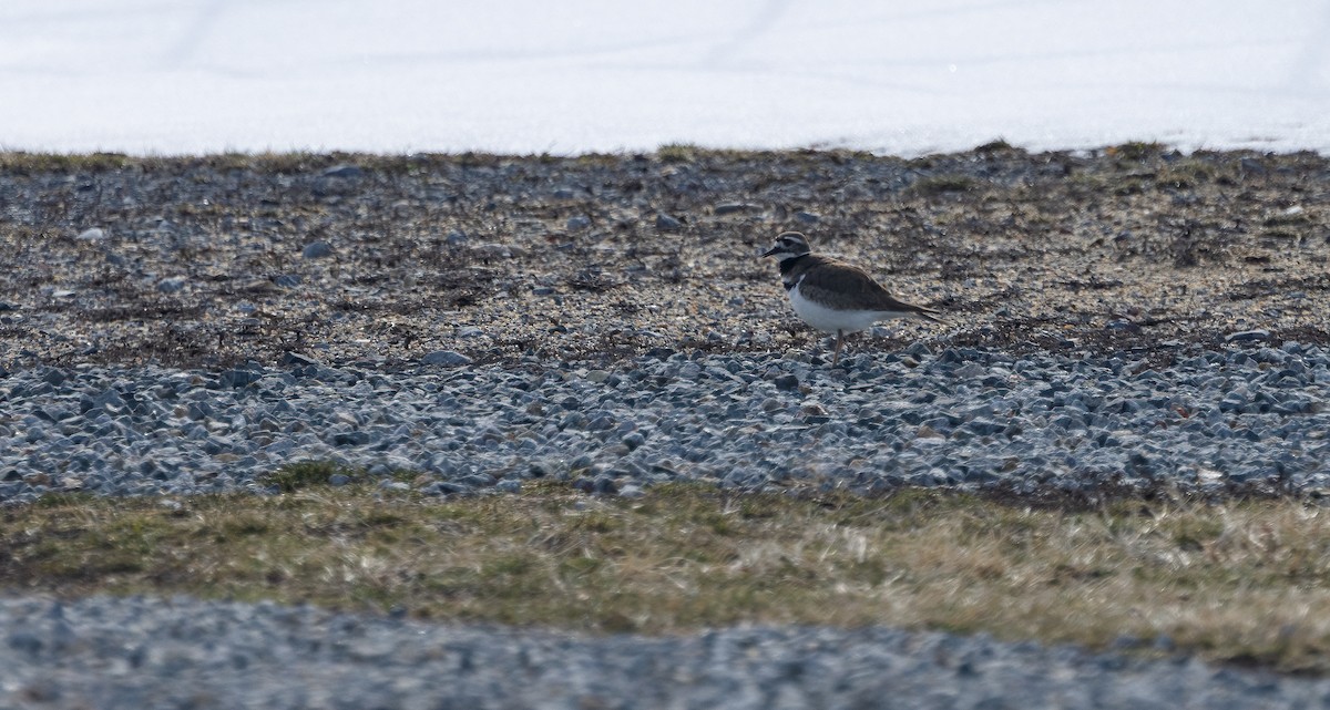 Killdeer - ML651966389