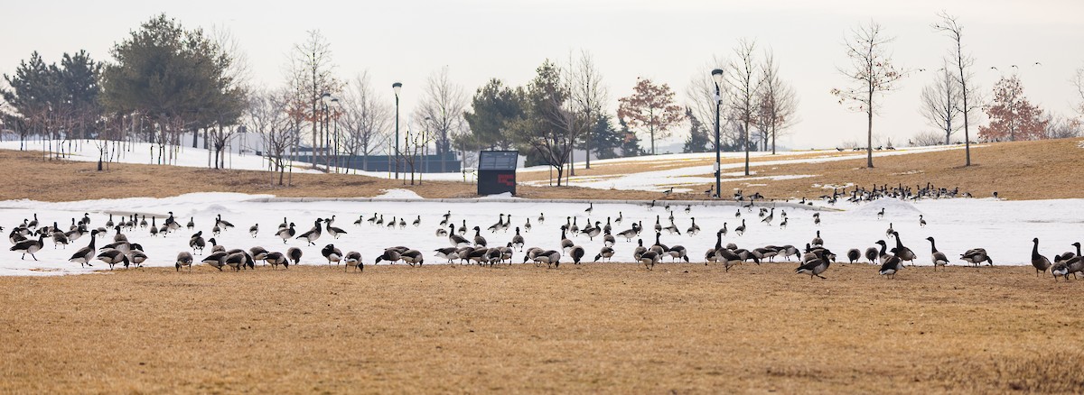 Brant (Pale-bellied) - ML651966418