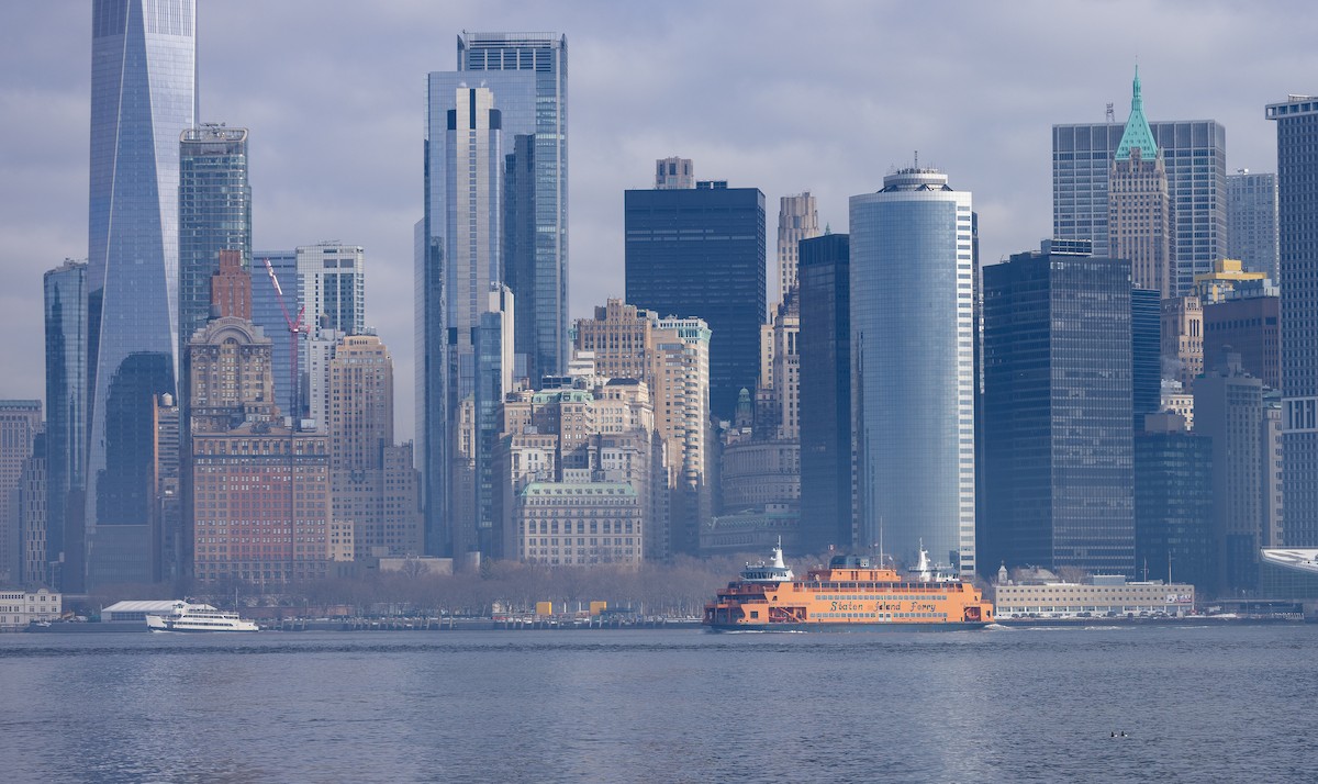 Brant (Pale-bellied) - ML651966451