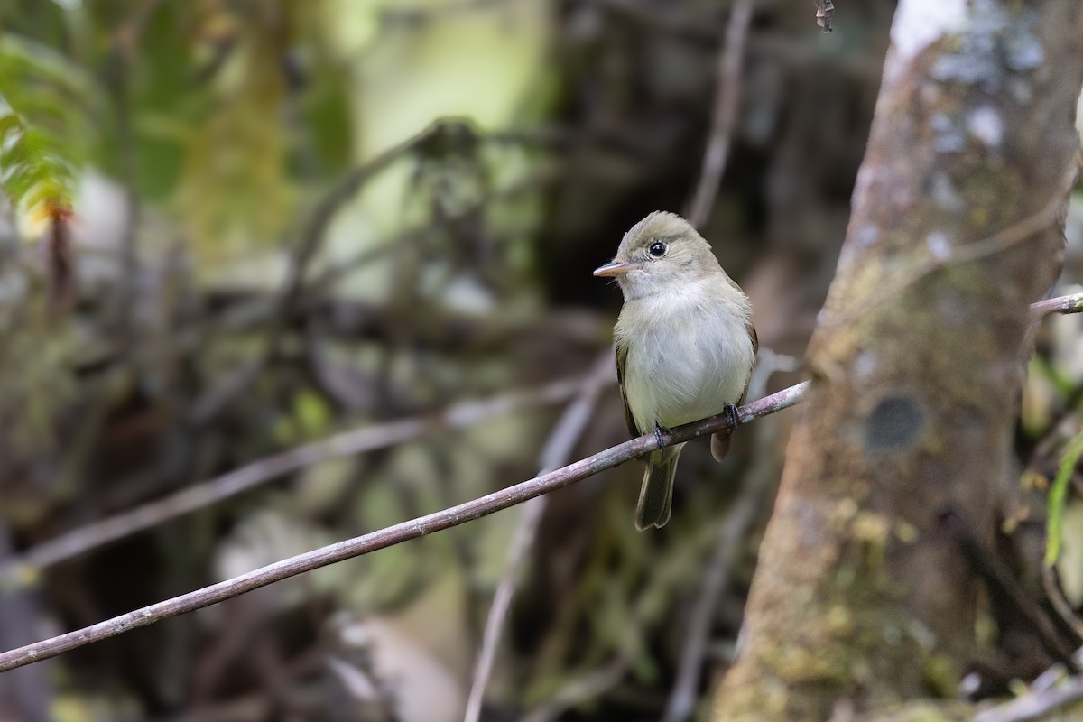 Восточный мухолов - ML651966454