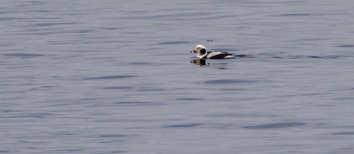 Long-tailed Duck - ML651966473
