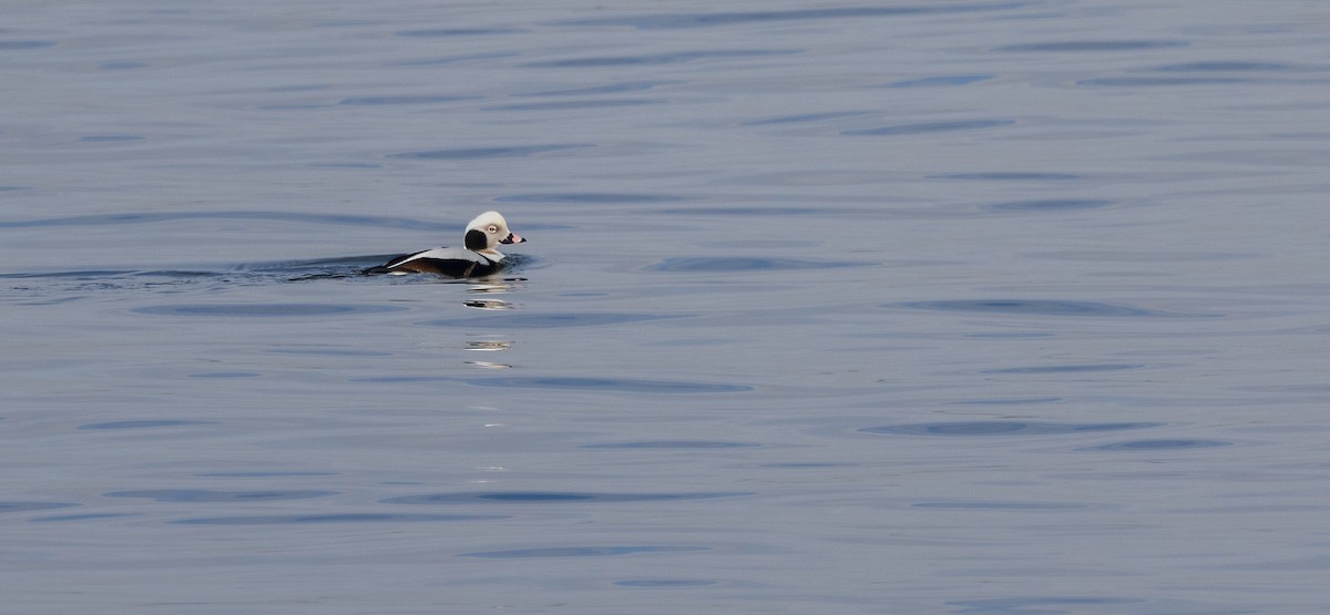 Long-tailed Duck - ML651966498