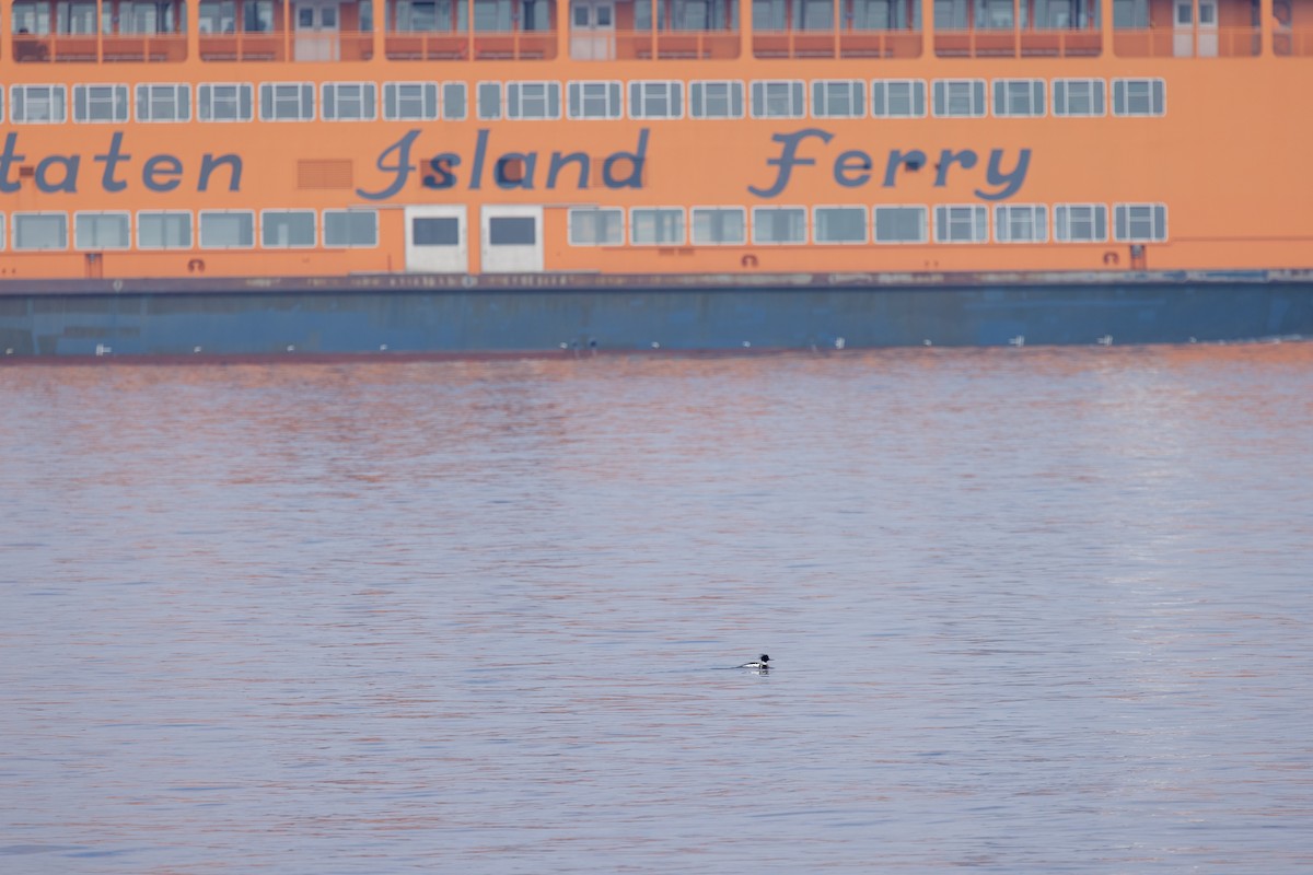 Red-breasted Merganser - ML651966532