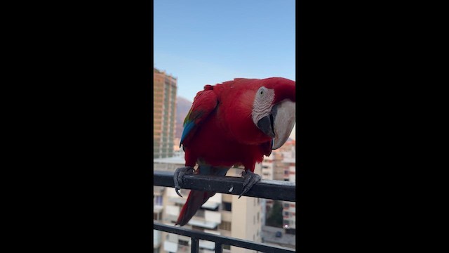 Red-and-green Macaw - ML651966556