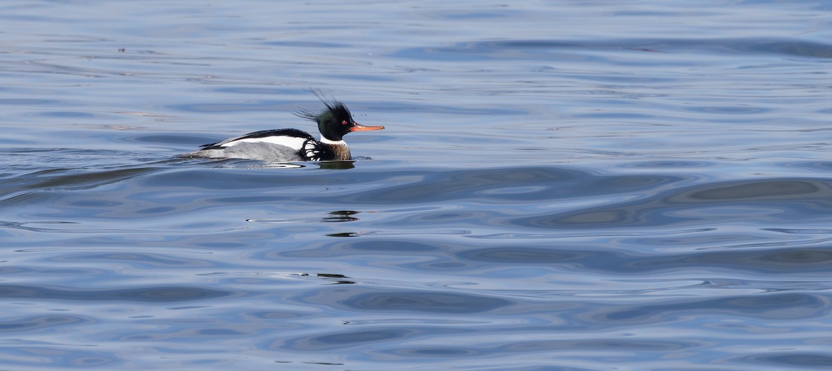 Red-breasted Merganser - ML651966570