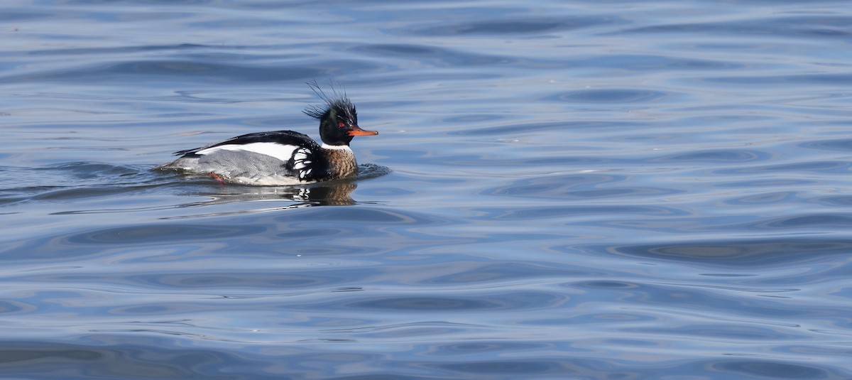 Red-breasted Merganser - ML651966571